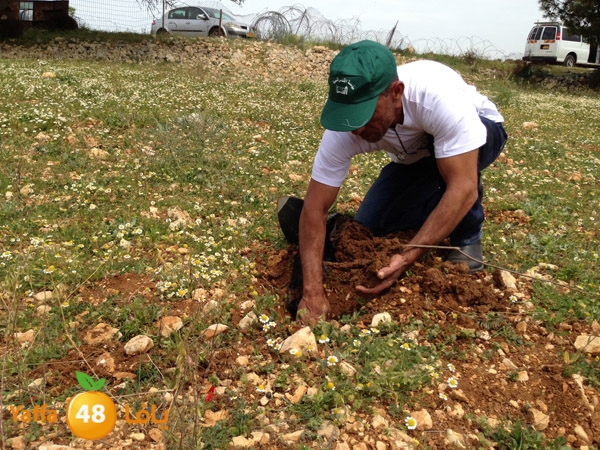 ludandyaffazaitoon (12).JPG